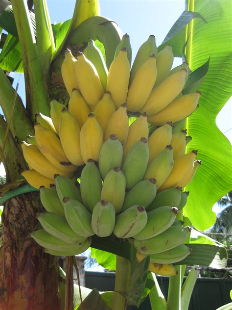 philbanana|Republic of the Philippines .